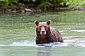 Alaska Wildlife-29